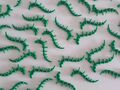 10 Lego  Pflanzen Liane Seegras Alge Ranke grün NEU 55236