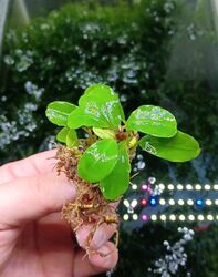 BUCEPHALANDRA spec. - Ableger 🌿 - Tolle  Pflanze RARITÄT plant Aquarium #8