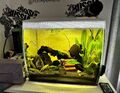 Fluval Aquarium komplett Set + CO2 Anlage 60 Liter