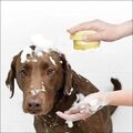 Hund Katze Badebürste Waschbürste mit Shampoo Spender