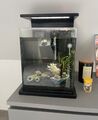 Tolles, sparsames Aquarium Nano Cube Schwarz Inkl Viel Zubehör Last Minute