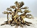 Aquariumwurzel, Bonsai, Aquascaping, Mangrove XL #920 L33 x T17 x H25 cm 15012