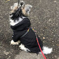 Pet Clothe Winter Pet Dog Waterproof Warm Coat Hooded Jacket Dog Face Reflective