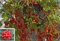 3 Honig-Tomaten schnellwüchsige immergrüne Obst Gemüse Pflanzen für den Garten