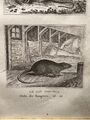 ANTIK ILLUSTRATION 1835 HAUSMAUS ERNTE MAUS RATTE NAGER ABBILDUNG  STAHLSTICH