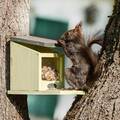 Eichhörnchen Futterhaus Futterstation Futterstelle Futterspender Holz