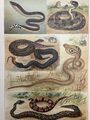 Originalgrafik Fauna: Reptilien Giftschlangen - Chromolithographie um 1900