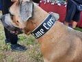breites Lederhalsband Cane Corso 65cm 75cm Halsband Hund Hundehalsband  Leder gl