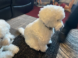 Bichon Frise life size super soft One dog SITTING DOG