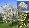 2 winterharte Obstbäume Kirsche Birne schnellwüchsige Pflanzen für Garten