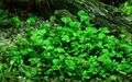 Aquarium Pflanze Marsilea hirsuta Tropica Nr.010 TC in Vitro