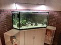 aquarium komplett 500 Liter 