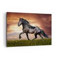 Wandbilder 120x80cm Leinwandbild Pferd Tier Wiese Gro� XXL Bilder Art Wanddeko