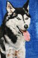 Decke Kuscheldecke Tagesdecke Bettdecke Wohndecke Motiv 3 Husky 150x200cm BLAU