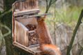 Eichhörnchen Futterhaus-Futterstation-Futterautomat geflammt,große Sitzplattform