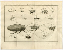 Antiker Druck-LXXVIII-MEALWORM-COCKCHAFER-Houttuyn-Linnaeus-Philips-1767