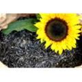 20 kg Bird´s Garden Sonnenblumenkerne schwarz Ernte 2023 Vogelfutter Streufutter