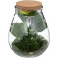 Atmosphera Créateur D'intérieur - Terrarium Bota Glas - H29 -5 cm