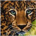 Crystal Art Leinwand Leopard 30x30 cm