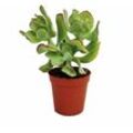 Crassula arborescens - mittelgrosse Pflanze im 8,5cm Topf