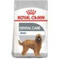 ROYAL CANIN DENTAL CARE MAXI Trockenfutter für große Hunde mit empfindlichen Zähnen 9kg