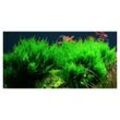 Aquarium Pflanze In Vitro 3 Stück Moos Taxiphyllum 'Flame' Wasserpflanze Nr.003H tc Set