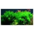 Aquaristikwelt24 - Aquarium Pflanze In Vitro 2 Stück Moos Taxiphyllum 'Flame' Wasserpflanze Nr.003H tc Set