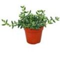 Saure Gurken Pflanze - Delosperma echinatum - 12cm Topf