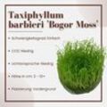 Aquarium Pflanze In Vitro 2 Stück Moos Taxiphyllum barbieri Wasserpflanze Nr.003 tc Set