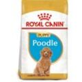 ROYAL CANIN Poodle Puppy Welpenfutter trocken für Pudel 3kg