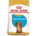 ROYAL CANIN Dachshund Puppy Welpenfutter trocken für Dackel 1,5kg