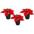 Spetebo - Künstlicher Weihnachtsstern im schwarzen Topf 20 cm - 3er Set - Kunstblume Poinsettia in naturgetreuer Nachbildung - Christblume Deko