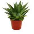 Sukkulente - Gasteria d Tiga - Gasterie - 8,5cm Topf