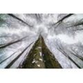 Fototapete PAPERMOON "Photo-Art TOM PAVLASEK, HOCH SCHAUEN", bunt, B:4,50m L:2,80m, Vlies, Tapeten