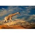 Fototapete PAPERMOON "GIRAFFE-TIERE AFRIKA SAVANNE STEPPE DÜNE HIMMEL WOLKEN", bunt, B:3,50m L:2,60m, Vlies, Tapeten