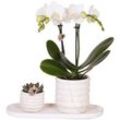 Kolibri Company Pflanzenset Slow Living Small Weiße Phalaenopsis Orchidee Lausanne und Sukkulente inkl. Keramik-Zierpflanztöpfe auf weißem