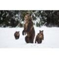 Fototapete PAPERMOON "GRIZZLEY BÄR-MIT JUNGEN WINTER NATUR WILDE TIERE WALD", bunt, B:5,00m L:2,80m, Vlies, Tapeten