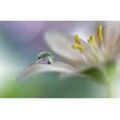 Fototapete PAPERMOON "Zen Wassertropfen mit Blume Makro", bunt, B:5,00m L:2,80m, Vlies, Tapeten
