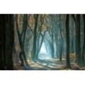 Fototapete PAPERMOON "Photo-Art ELLEN BORGGREVE, KALTES LICHT IM WALD", bunt, B:4,00m L:2,60m, Vlies, Tapeten