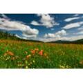 Fototapete PAPERMOON "BLUMEN-WIESE-TROLLBLUMEN GEBIRGE WALD FELD WOLKEN SONNE", bunt, B:4,50m L:2,80m, Vlies, Tapeten