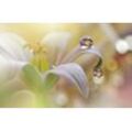 Fototapete PAPERMOON "Zen Wassertropfen mit Blume Makro", bunt, B:4,50m L:2,80m, Vlies, Tapeten