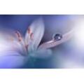 Fototapete PAPERMOON "Zen Wassertropfen mit Blume Makro", bunt, B:4,50m L:2,80m, Vlies, Tapeten