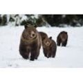 Fototapete PAPERMOON "GRIZZLEY BÄR-MIT JUNGEN WINTER NATUR WILDE TIERE WALD", bunt, B:4,50m L:2,80m, Vlies, Tapeten