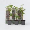 Plant in a Box - Wilder Wein - 6 Stk - Parthenocissus quinquefolia - Höhe 25-40cm - Topf 9cm