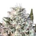 Space Cookies | Feminisierte Cannabissamen von Paradise Seeds | 3 Hanfsamen