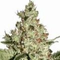 Acid | Feminisierte Cannabissamen von Paradise Seeds | 5 Hanfsamen