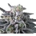 Gulupa | Feminisierte Cannabissamen von Paradise Seeds | 5 Hanfsamen