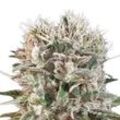 Wappa | Feminisierte Cannabissamen von Paradise Seeds | 5 Hanfsamen