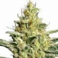 Allkush | Feminisierte Cannabissamen von Paradise Seeds | 3 Hanfsamen