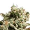 Dutch Dragon | Feminisierte Cannabissamen von Paradise Seeds | 3 Hanfsamen